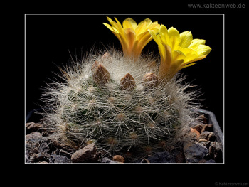 Mammillaria baumii