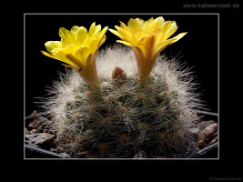 Mammillaria baumii