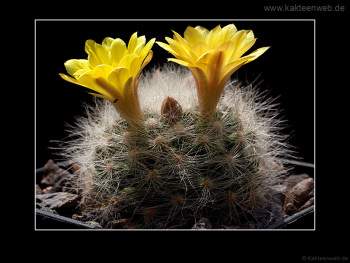 Mammillaria baumii