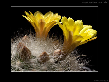 Mammillaria baumii