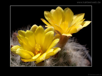 Mammillaria baumii