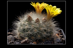 Mammillaria baumii