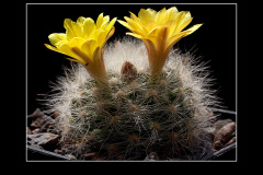 Mammillaria baumii