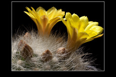Mammillaria baumii