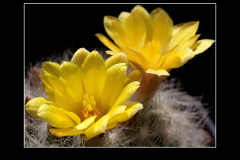 Mammillaria baumii