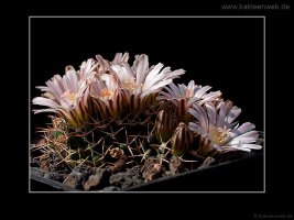 Mammillaria boelderliana