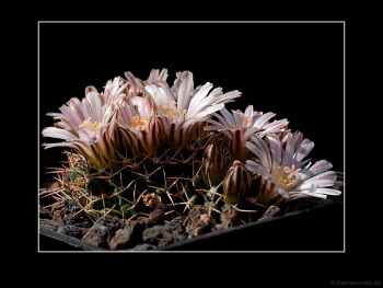 Mammillaria boelderliana