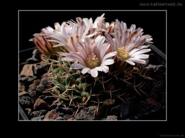 Mammillaria boelderliana