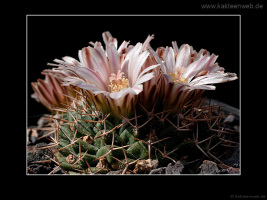 Mammillaria boelderliana
