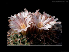 Mammillaria boelderliana