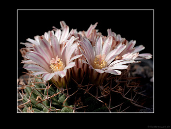 Mammillaria boelderliana
