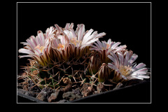 Mammillaria boelderliana