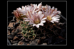 Mammillaria boelderliana