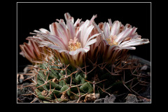 Mammillaria boelderliana
