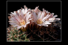 Mammillaria boelderliana