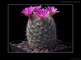 Mammillaria boolii