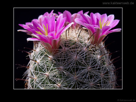 Mammillaria boolii