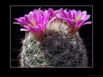Mammillaria boolii