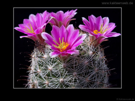 Mammillaria boolii