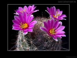 Mammillaria boolii