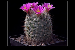 Mammillaria boolii