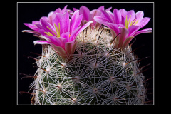 Mammillaria boolii