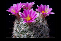Mammillaria boolii