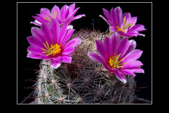 Mammillaria boolii