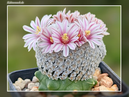 Mammillaria breviplumosa