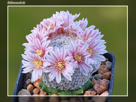 Mammillaria breviplumosa