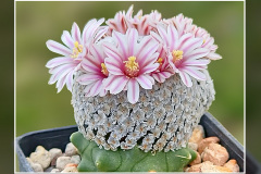 Mammillaria breviplumosa