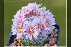 Mammillaria breviplumosa