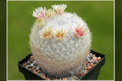 Mammillaria candida