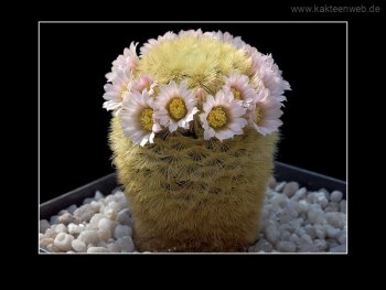 Mammillaria carmenae