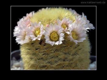 Mammillaria carmenae