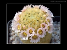 Mammillaria carmenae