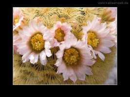 Mammillaria carmenae