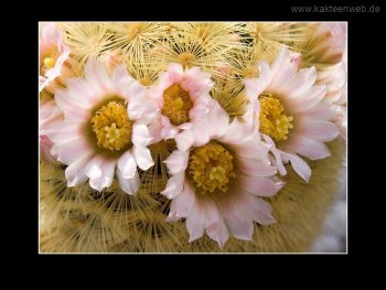 Mammillaria carmenae