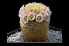 Mammillaria carmenae