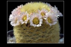 Mammillaria carmenae