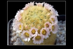 Mammillaria carmenae