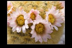 Mammillaria carmenae