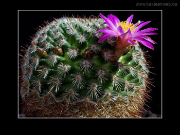 Mammillaria deherdtiana