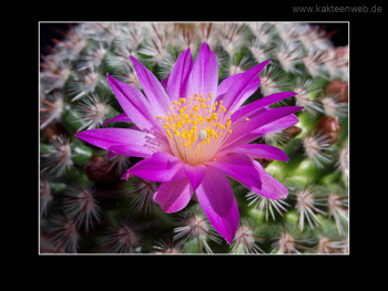 Mammillaria deherdtiana