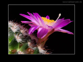 Mammillaria deherdtiana