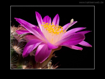 Mammillaria deherdtiana
