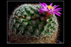 Mammillaria deherdtiana