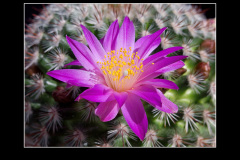 Mammillaria deherdtiana
