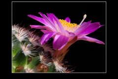 Mammillaria deherdtiana
