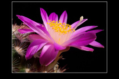 Mammillaria deherdtiana